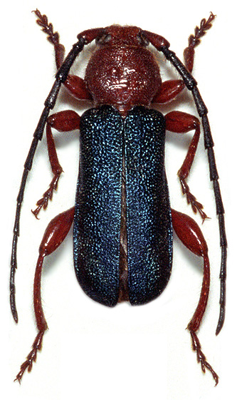 Ropalopus ledereri