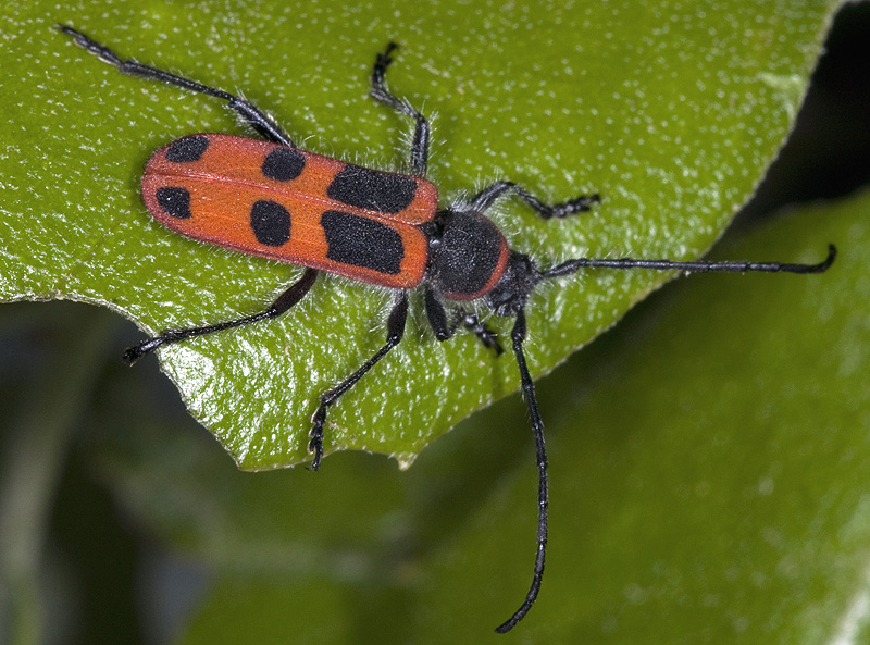 Calchaenesthes sexmaculata