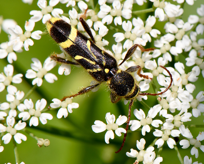 Cyrtoclytus capra