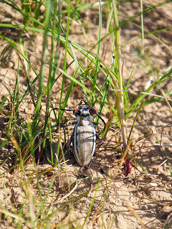 female