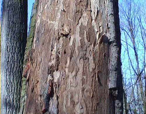 Trichoferus pallidus - gallery