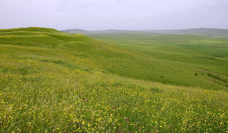 Steppes in Kasristskali environs