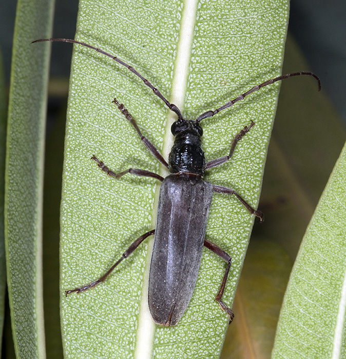 Derolus mauritanicus