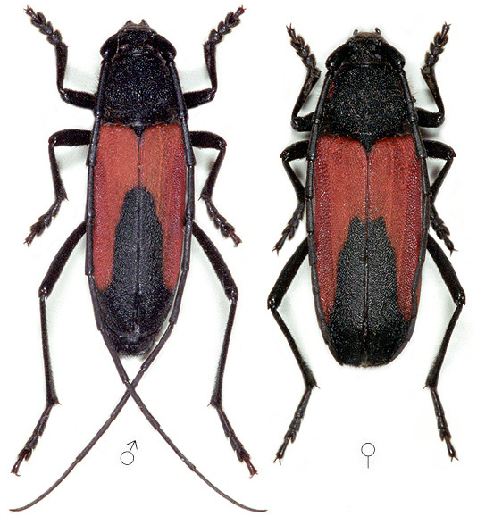 Purpuricenus budensis budensis