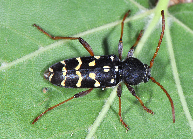 Plagionotus arcuatus multiinterruptus - female