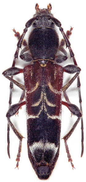 Anaglyptus ganglbaueri