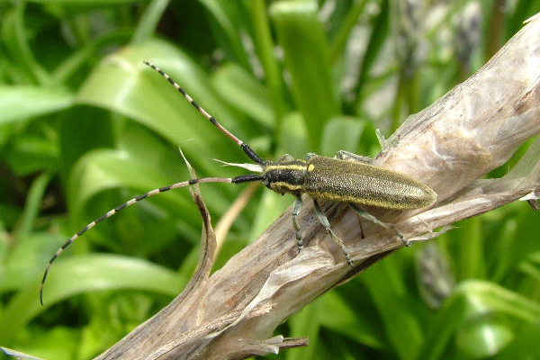 Agapanthia probsti