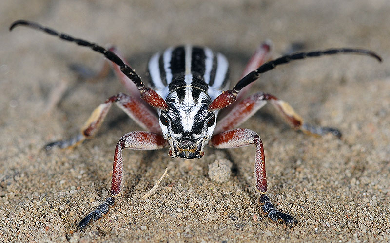 Dorcadion absinthium ishkovi - male