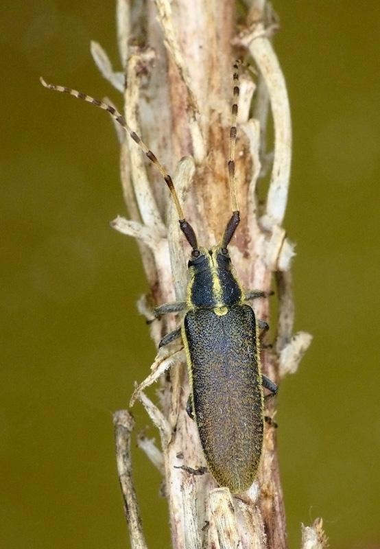 Agapanthia obydovi