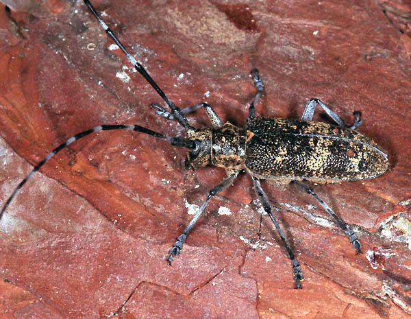 Monochamus galloprovincialis pistor