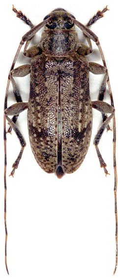 Leiopus kharazii