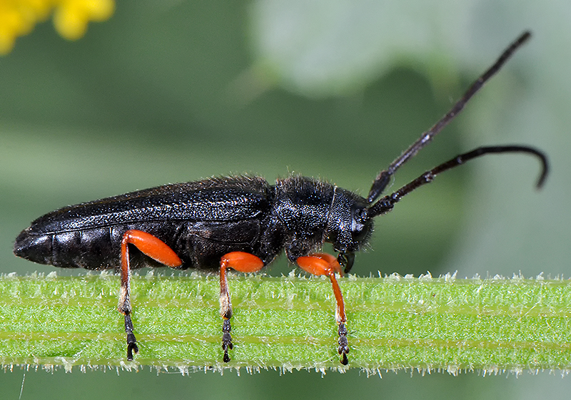 Phytoecia pici