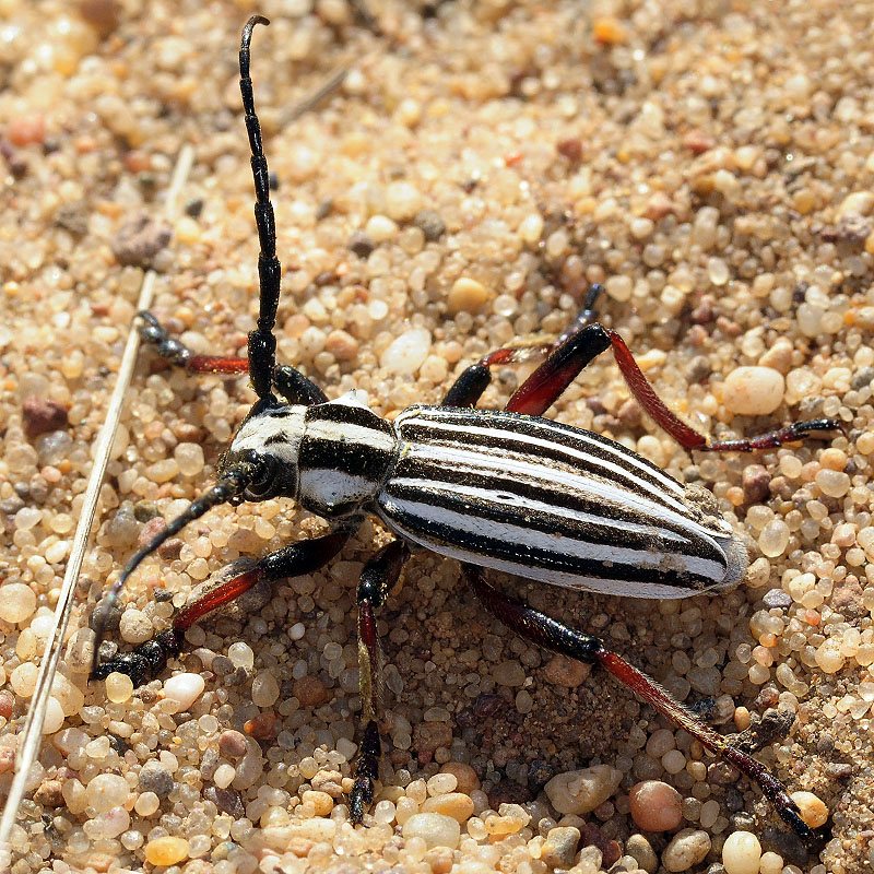 Dorcadion archarlense male