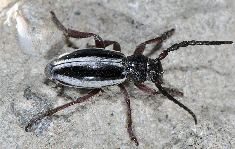 Dorcadion nitidum