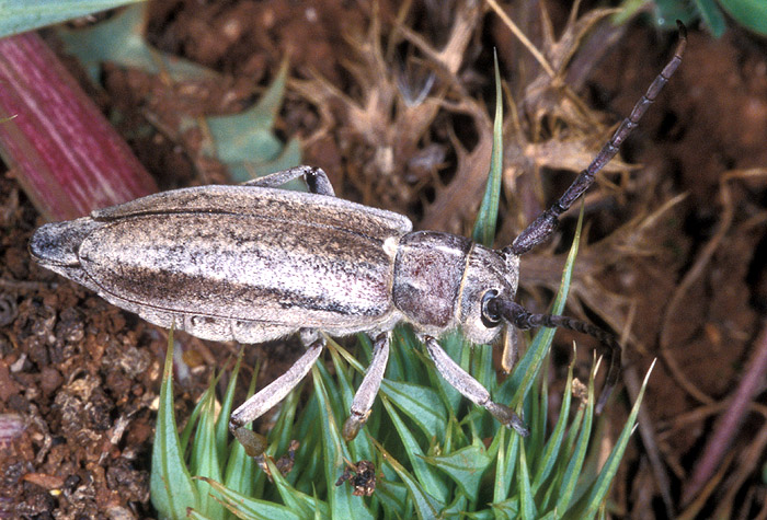 Mallosia graeca