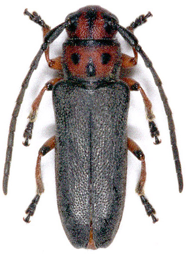 Phytoecia rubropunctata