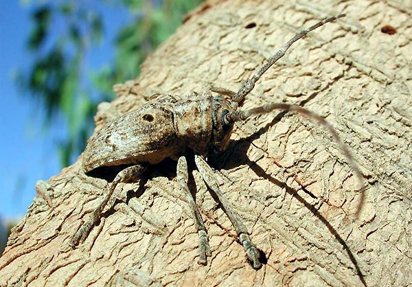 Crossotus subocellatus