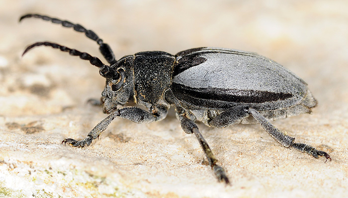 Dorcadion macedonicum