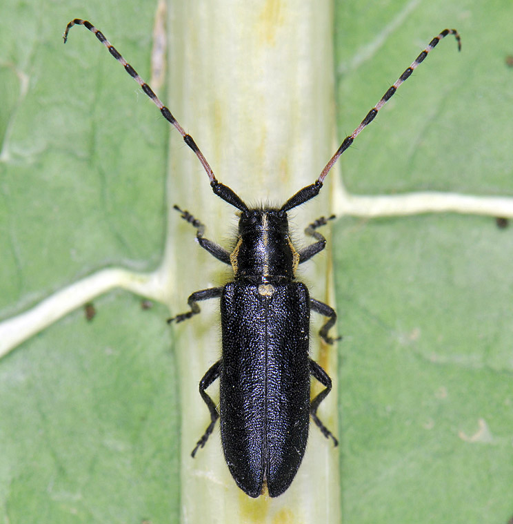 Agapanthia coeruleipennis