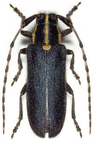 Agapanthia coeruleipennis