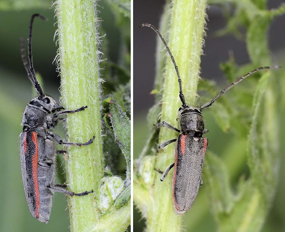 Phytoecia tirellii