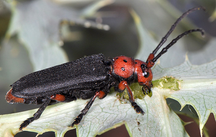 Phytoecia puncticollis puncticollis