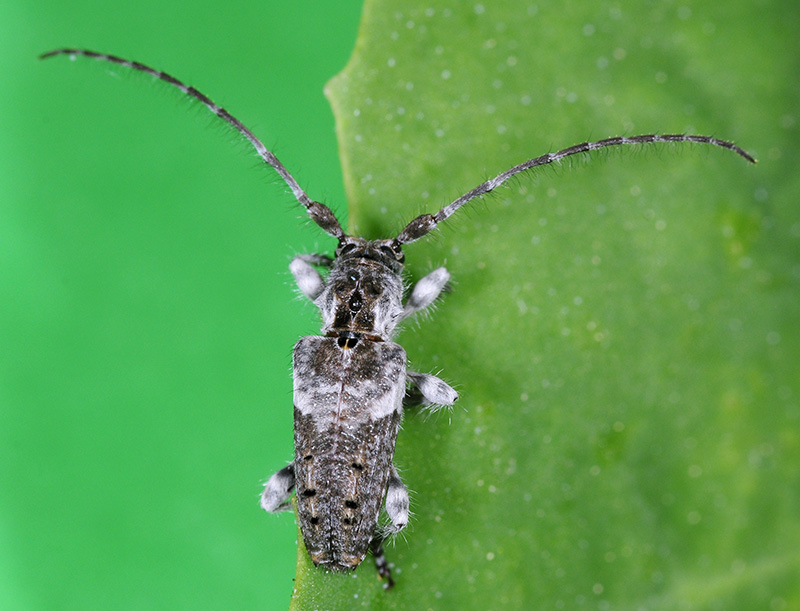 Pogonocherus perroudi perroudi