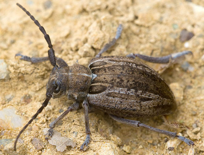 Neodorcadion exornatum