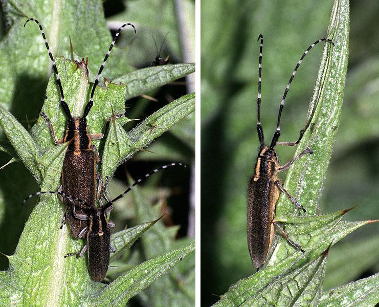 Agapanthia cynarae cynarae