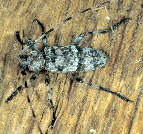 Acanthocinus henschi henschi