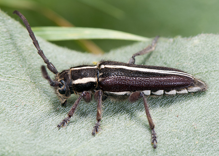 Phytoecia compacta compacta