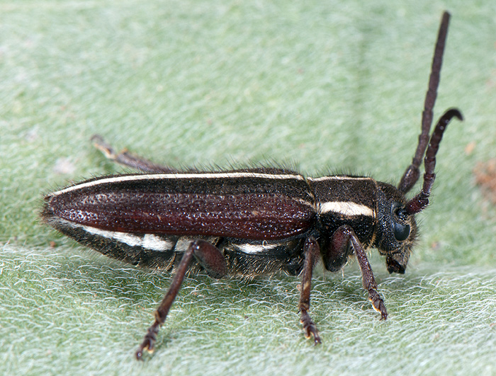 Phytoecia compacta compacta