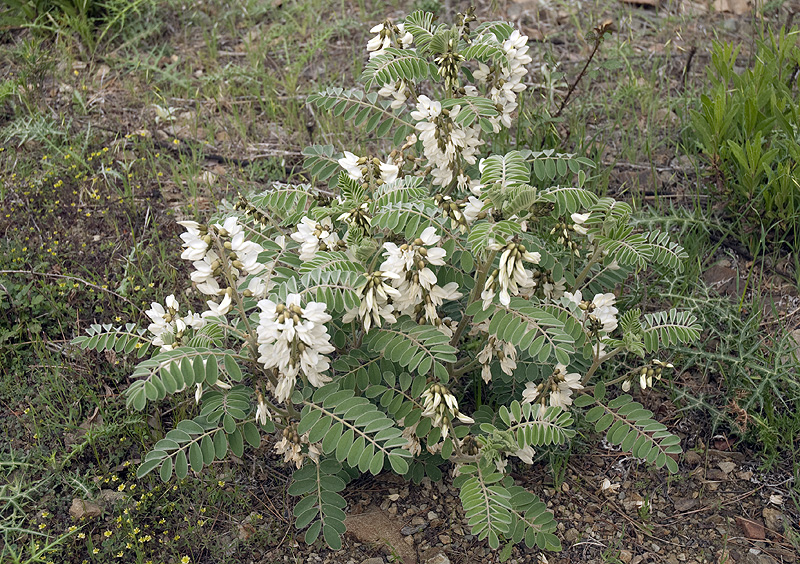 Erophaca baetica orientalis