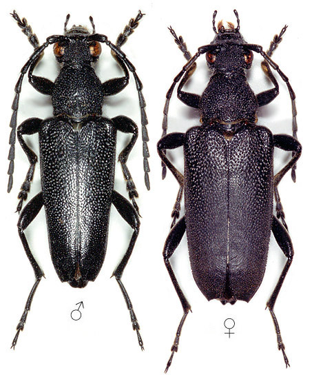 Stictoleptura scutellata