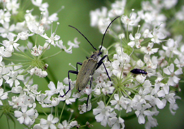 Acmaeops angusticollis