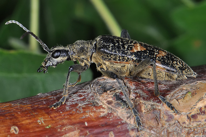 Rhagium caucasicum caucasicum