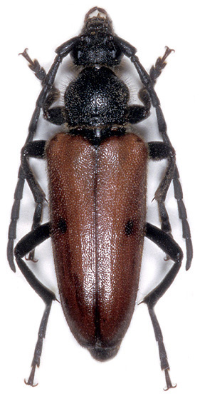 Vadonia bittisiensis