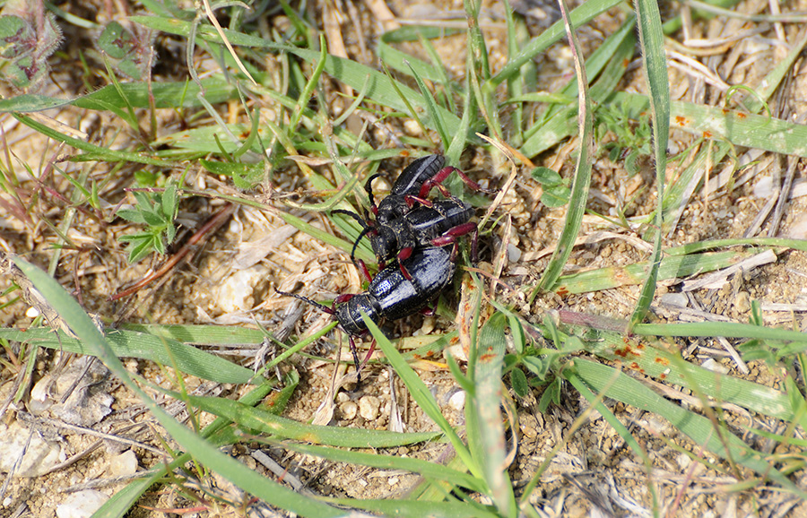 Dorcadion gallipolitanum fumidum - habitat