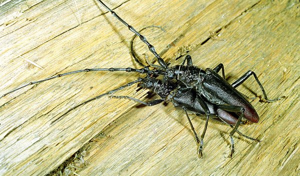 Cerambyx cerdo