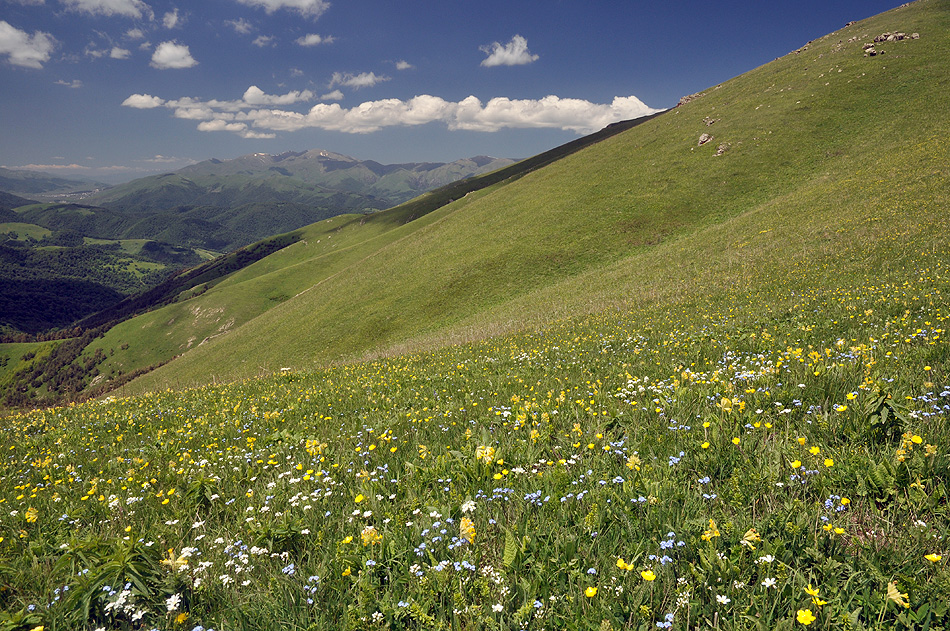 Mountain meadows in Semyonovka environs