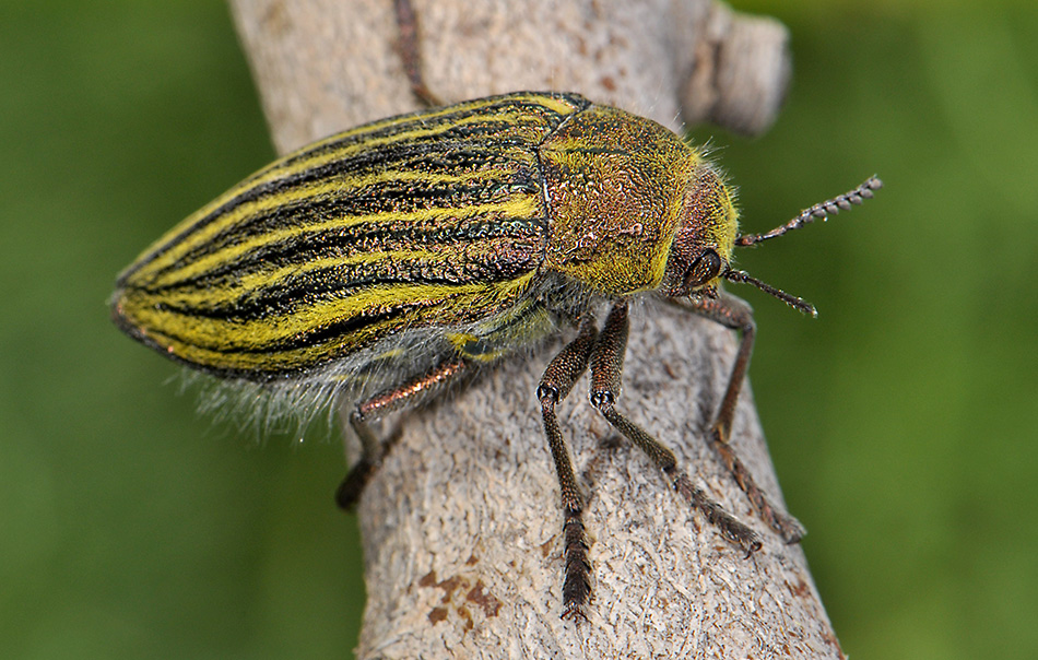 Buprestidae