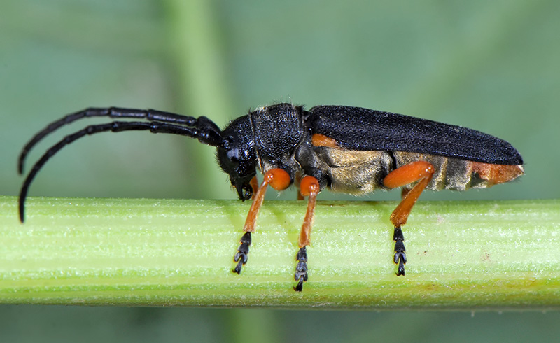 Phytoecia affinis boeberi