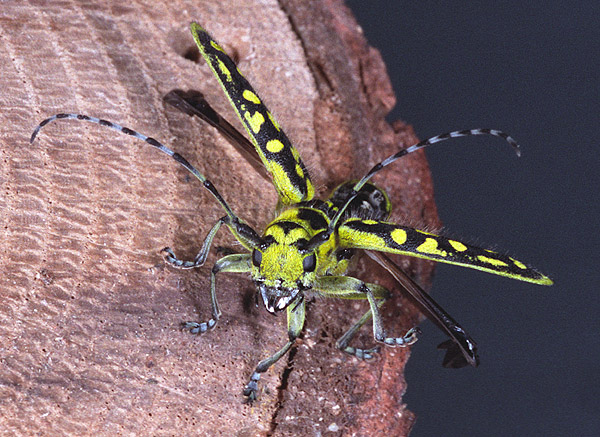 Saperda scalaris