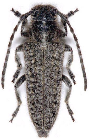 Phytoecia breverufonotata