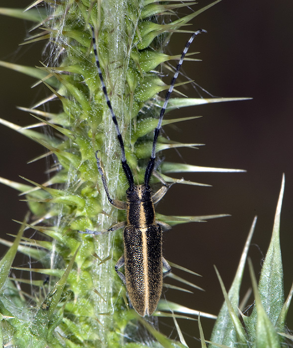 Agapanthia cardui