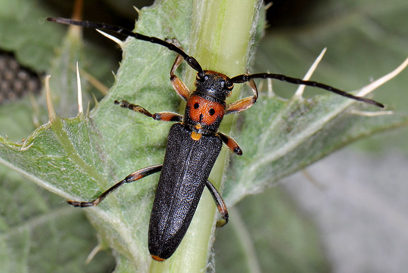 Phytoecia astarte lederi