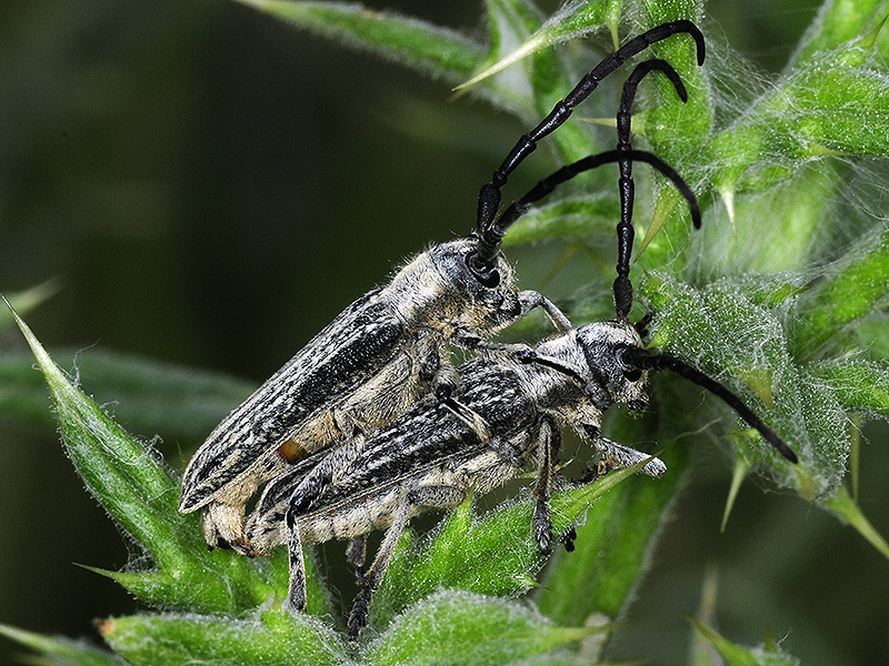 Pteromallosia albolineata