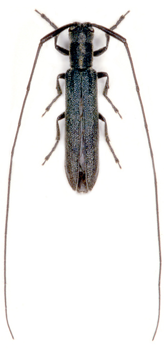 Calamobius filum