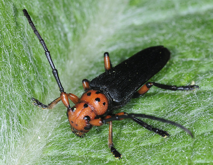 Phytoecia puncticollis puncticollis