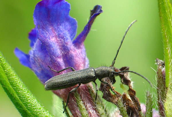 Phytoecia molybdaena